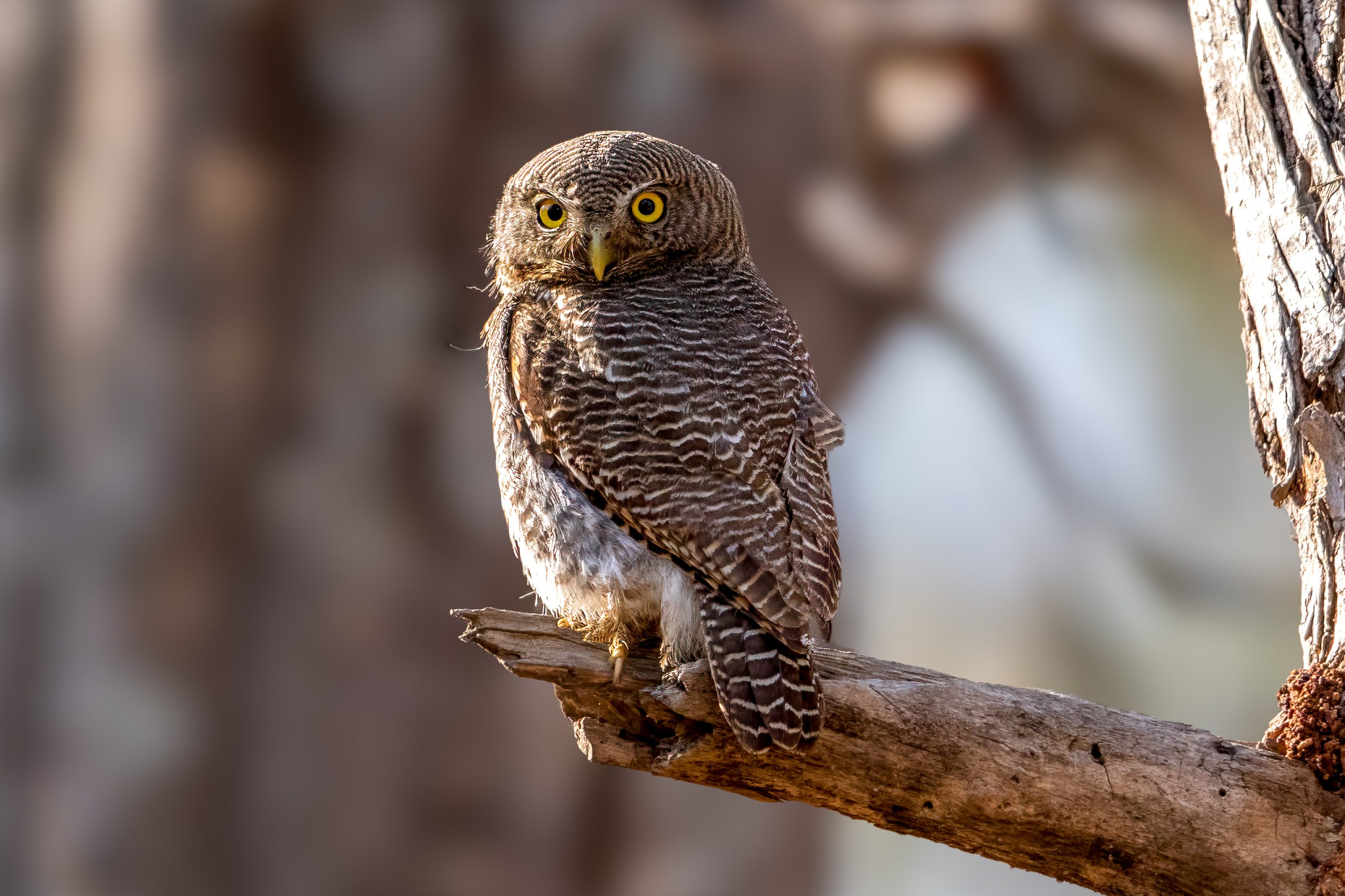 Jungle Owlet (Glaucidium radiatum) @ Bandhavgarh National Park, India. Photo: Håvard Rosenlund