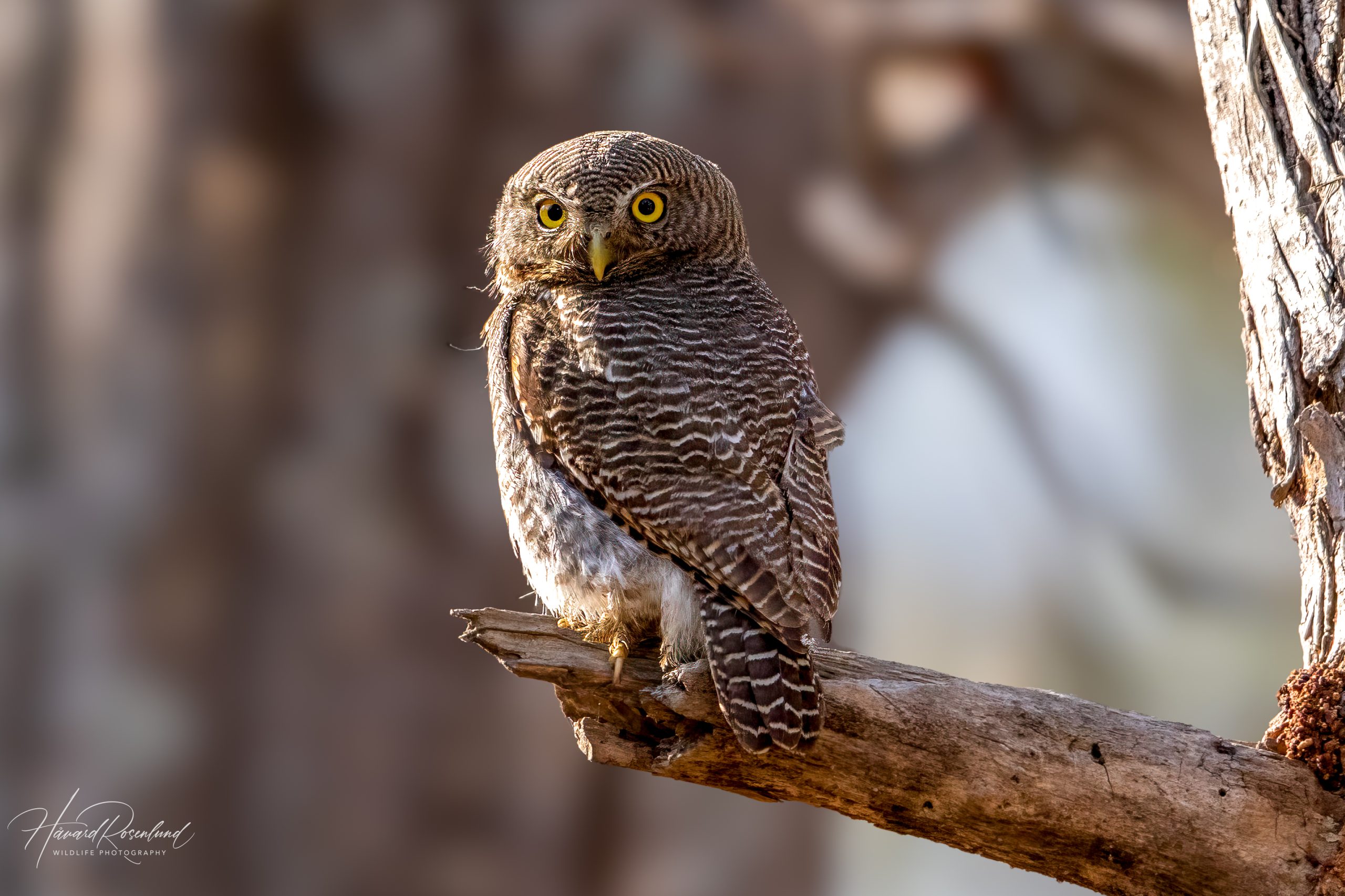 Indiaugle (Glaucidium radiatum) @ Bandhavgarh National Park, India. Foto: Håvard Rosenlund