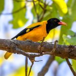 Black-hooded Oriole (Oriolus xanthornus) @ Bandhavgarh National Park, India. Photo: Håvard Rosenlund