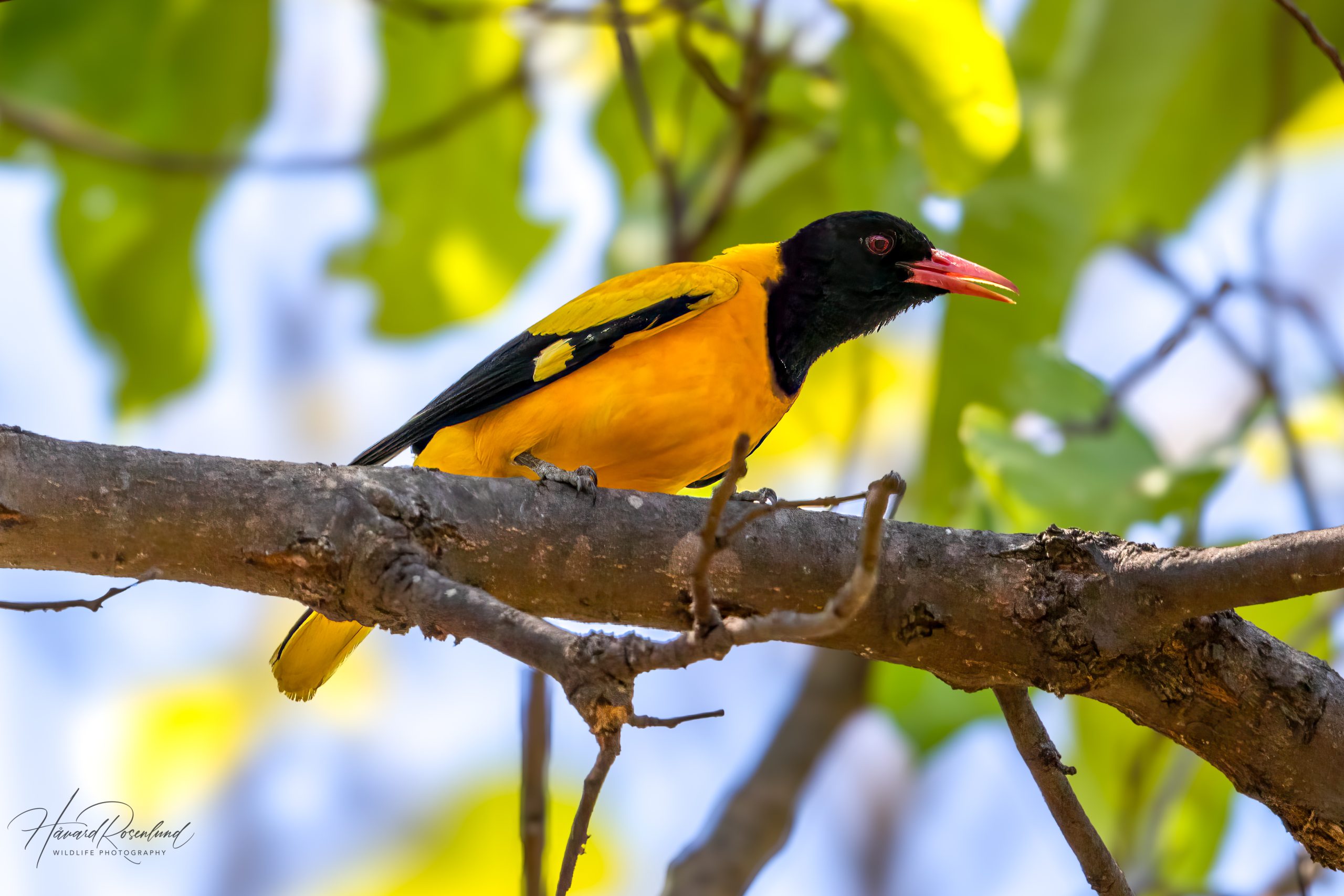 Orientpirol (Oriolus xanthornus) @ Bandhavgarh National Park, India. Foto: Håvard Rosenlund