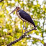 Lesser Adjutant (Leptoptilos javanicus) @ Bandhavgarh National Park, India. Photo: Håvard Rosenlund