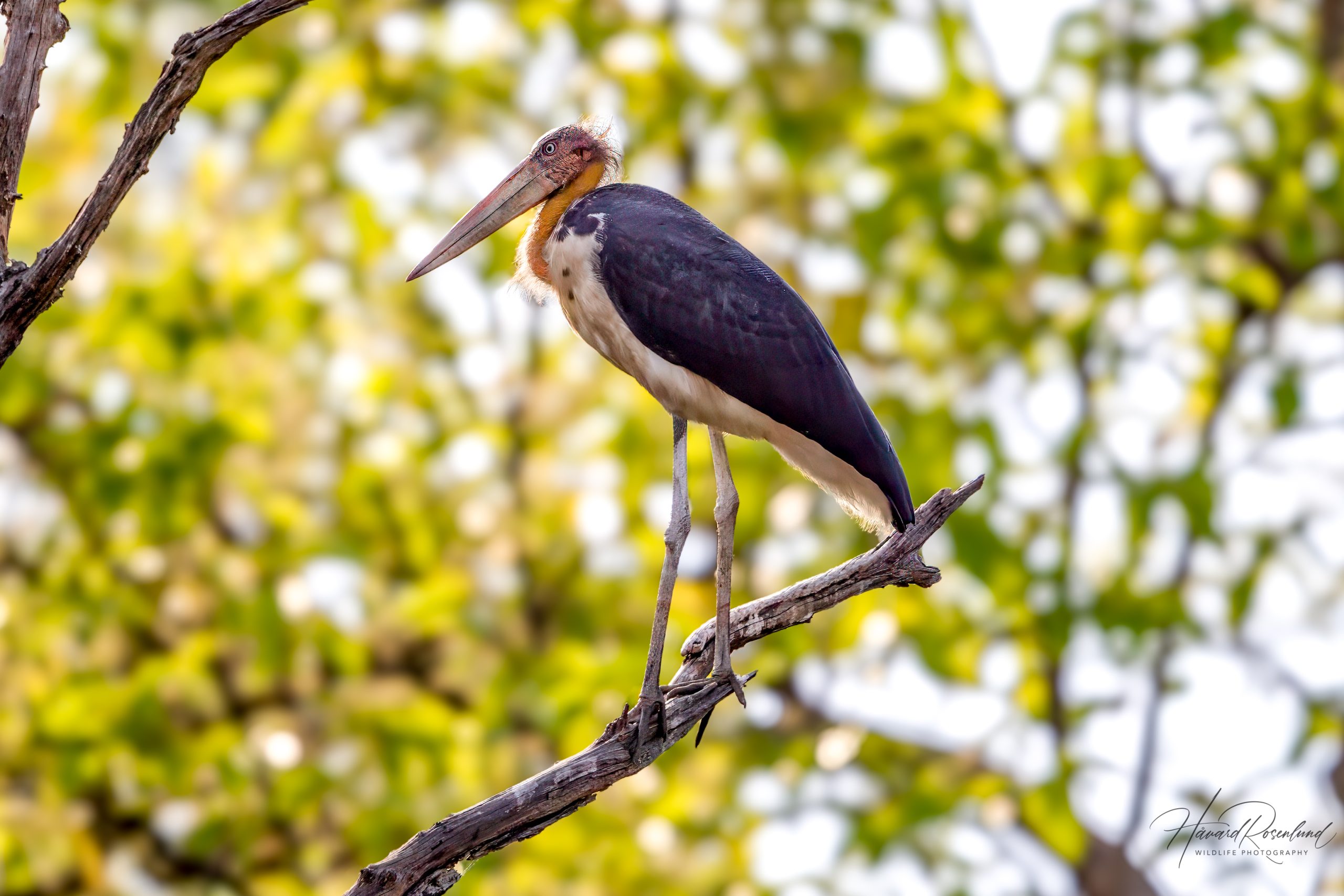 Småadjutant (Leptoptilos javanicus) @ Bandhavgarh National Park, India. Foto: Håvard Rosenlund
