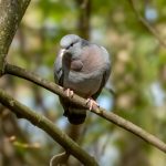 Stock Dove (Columba oenas) @ Fornebu, Norway. Photo: Håvard Rosenlund