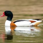 Common Shelduck (Tadorna tadorna) @ Fornebu, Norway. Photo: Håvard Rosenlund