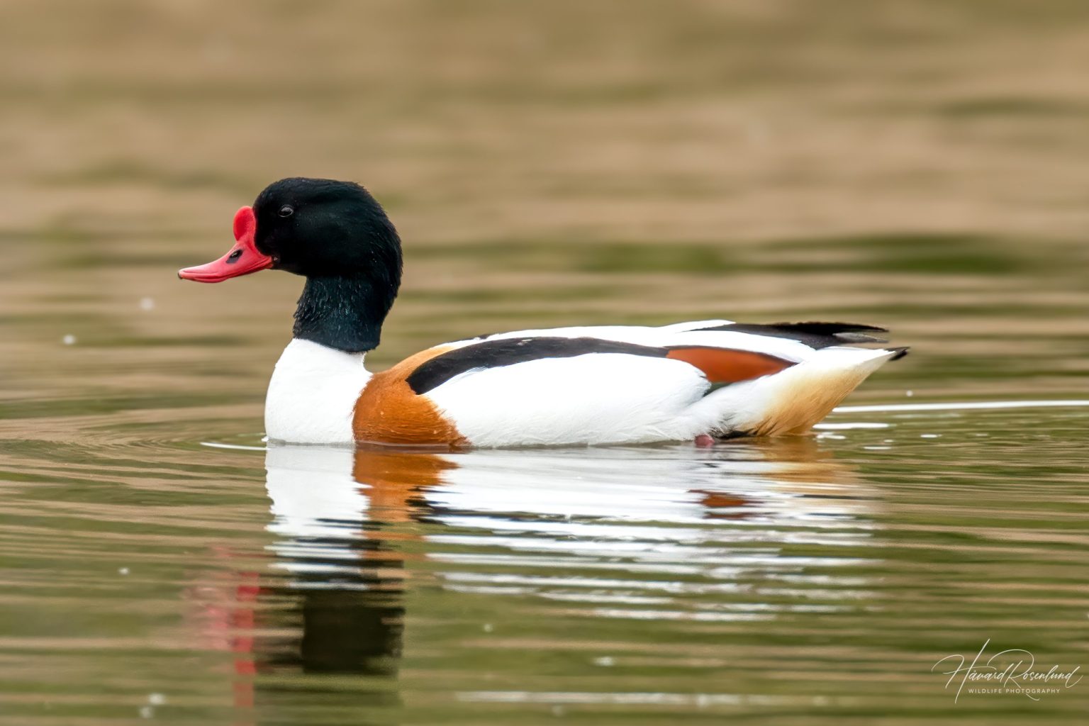 Common Shelduck (Tadorna tadorna) @ Fornebu, Norway. Photo: Håvard Rosenlund