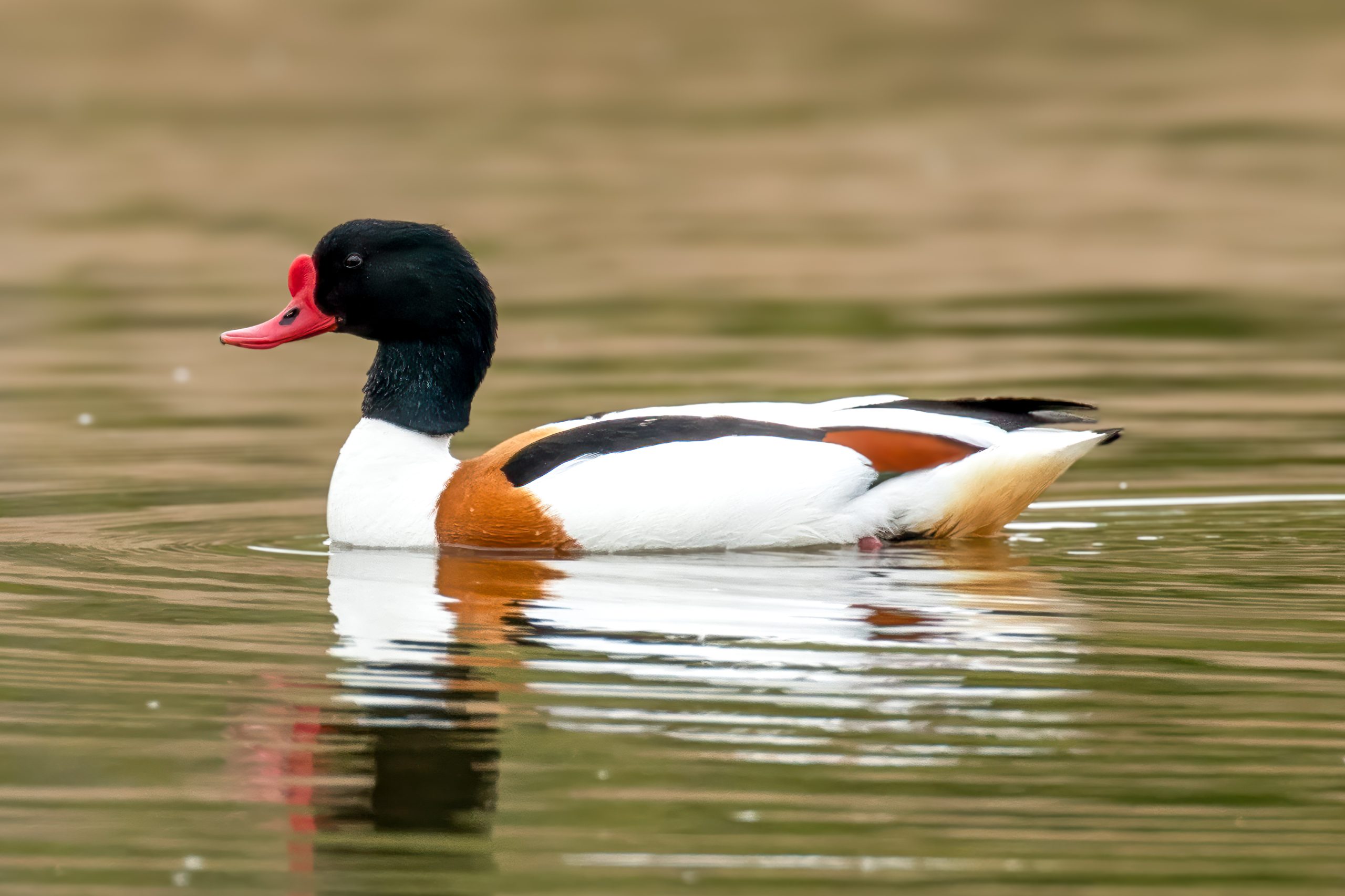Common Shelduck (Tadorna tadorna) @ Fornebu, Norway. Photo: Håvard Rosenlund