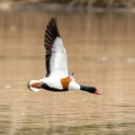 Common Shelduck (Tadorna tadorna) @ Fornebu, Norway. Photo: Håvard Rosenlund