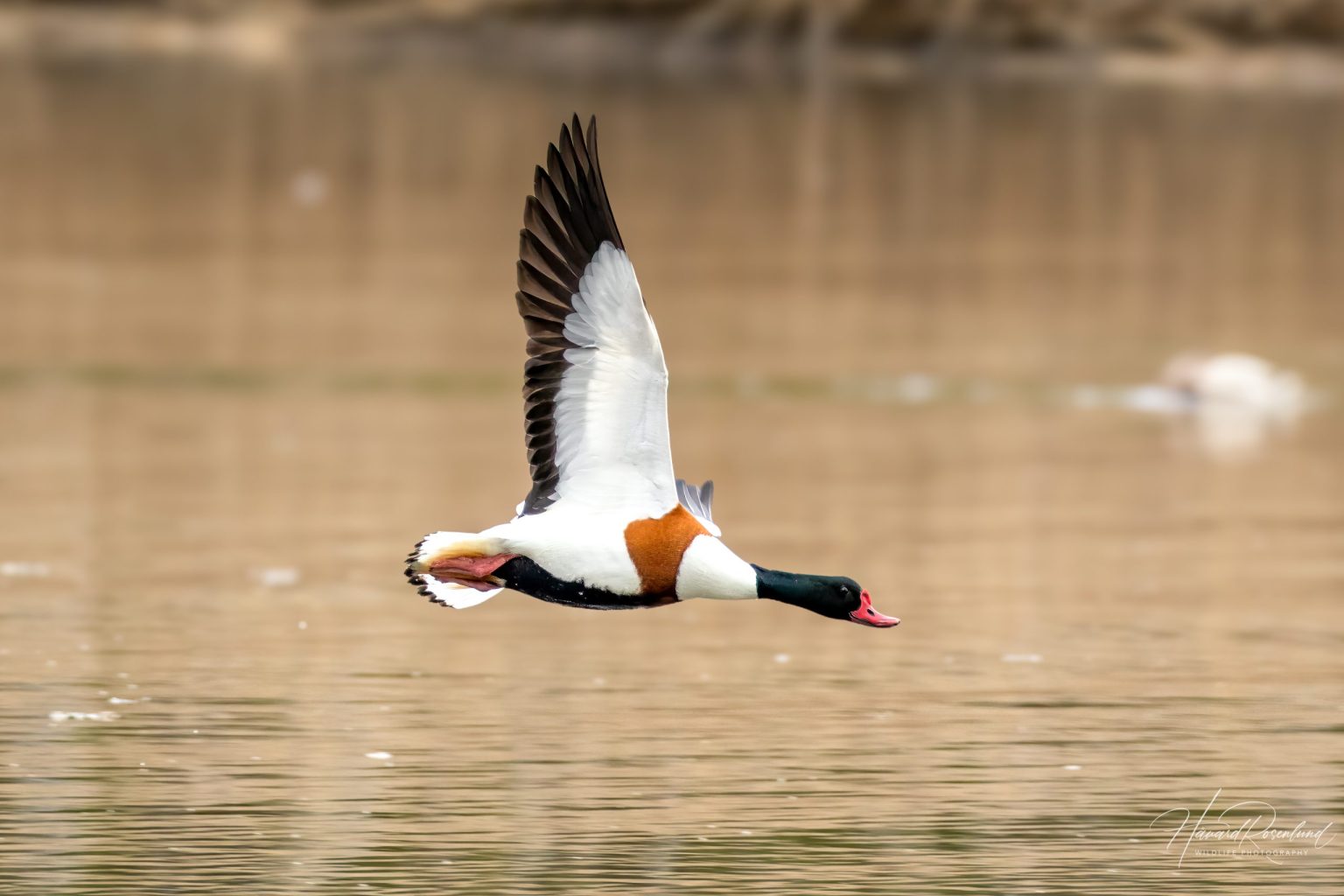 Common Shelduck (Tadorna tadorna) @ Fornebu, Norway. Photo: Håvard Rosenlund