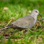 Eurasian Collared Dove (Streptopelia decaocto) @ Botanical Garden, Oslo, Norway. Photo: Håvard Rosenlund