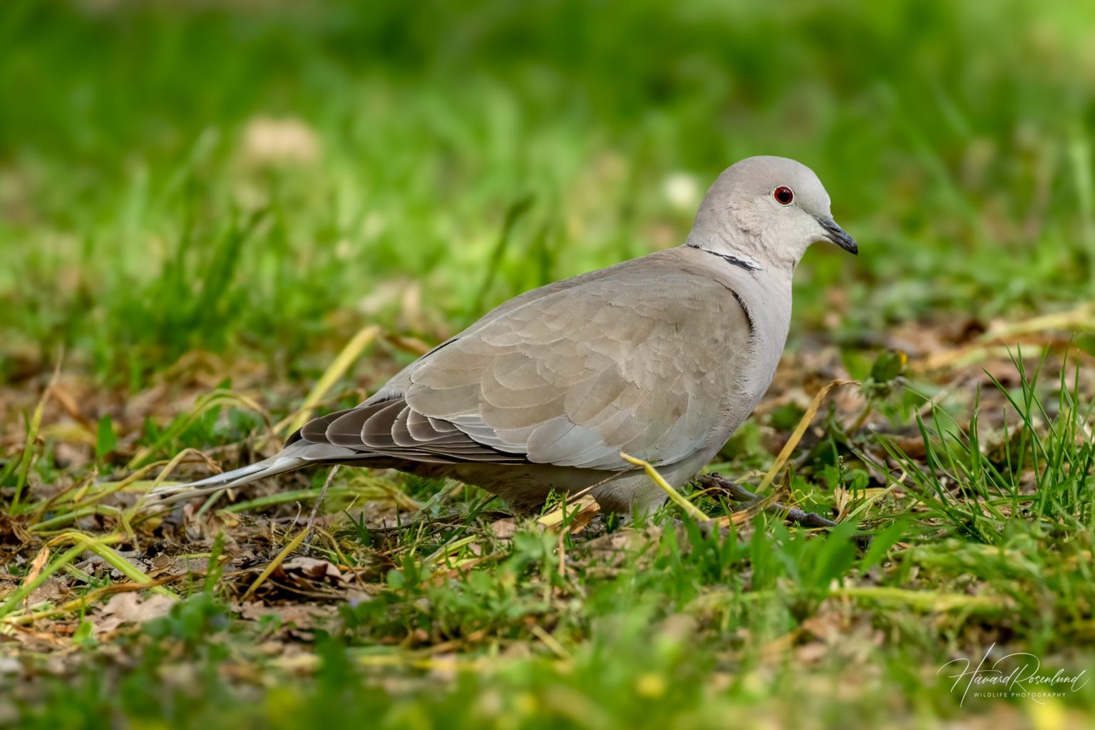 Eurasian Collared Dove (Streptopelia decaocto) @ Botanical Garden, Oslo, Norway. Photo: Håvard Rosenlund