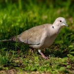 Eurasian Collared Dove (Streptopelia decaocto) @ Botanical Garden, Oslo, Norway. Photo: Håvard Rosenlund