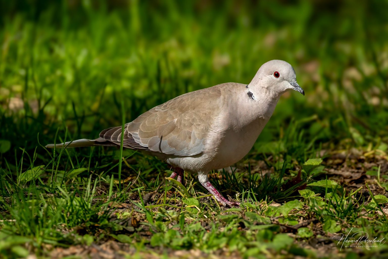 Eurasian Collared Dove (Streptopelia decaocto) @ Botanical Garden, Oslo, Norway. Photo: Håvard Rosenlund