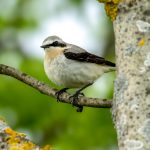 Northern Wheatear (Oenanthe oenanthe) @ Fornebu, Norway. Photo: Håvard Rosenlund