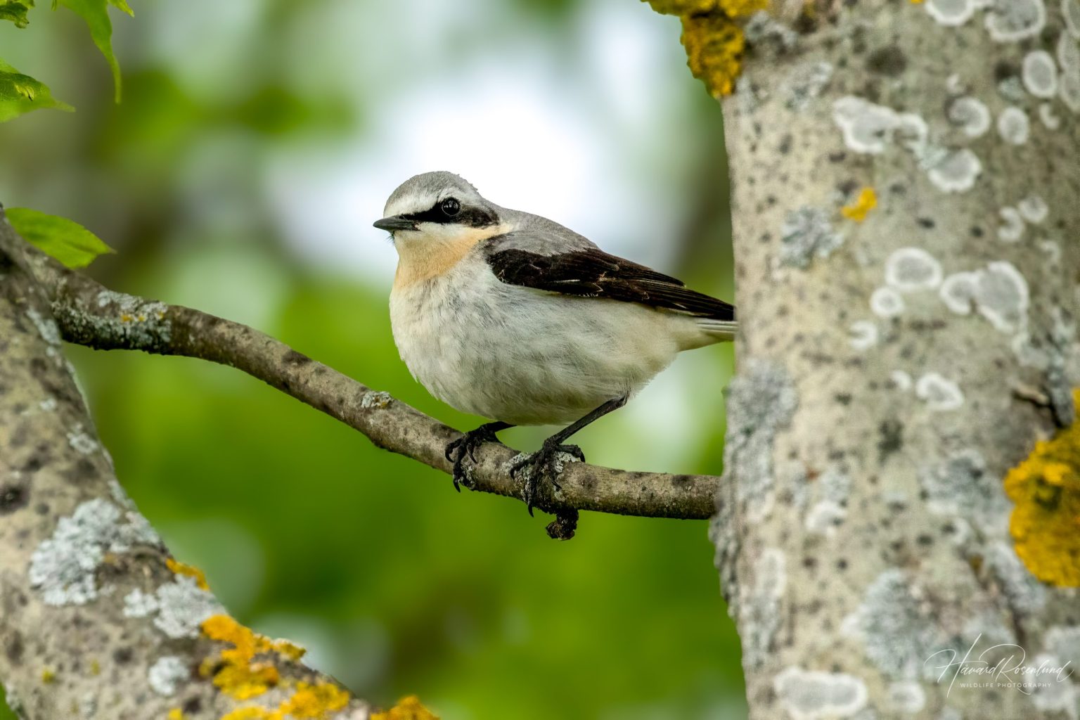 Northern Wheatear (Oenanthe oenanthe) @ Fornebu, Norway. Photo: Håvard Rosenlund