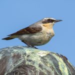 Northern Wheatear (Oenanthe oenanthe) @ Fornebu, Norway. Photo: Håvard Rosenlund