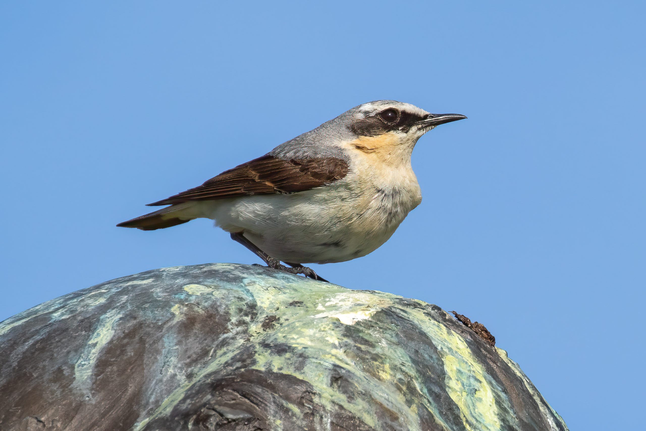 Northern Wheatear (Oenanthe oenanthe) @ Fornebu, Norway. Photo: Håvard Rosenlund