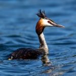 Great Crested Grebe (Podiceps cristatus) @ Østensjøvannet, Oslo, Norway. Photo: Håvard Rosenlund