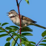 Common Whitethroat (Curruca communis) @ Fornebu, Norway. Photo: Håvard Rosenlund