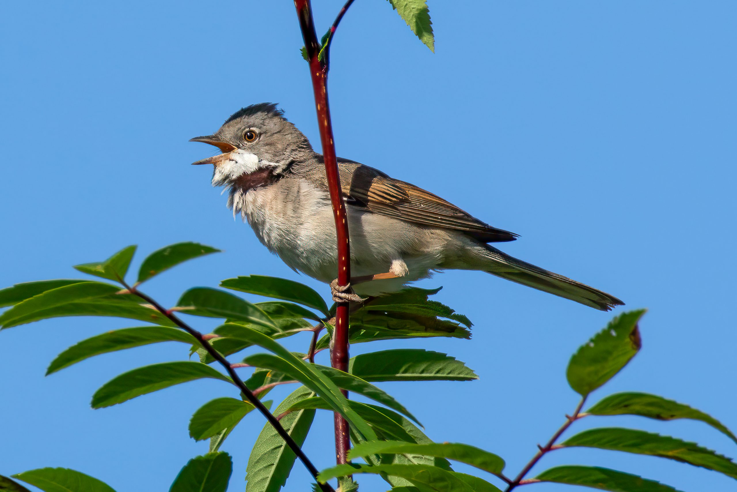 Tornsanger (Curruca communis) @ Fornebu. Foto: Håvard Rosenlund