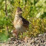 Eurasian Skylark (Alauda arvensis) @ Fornebu, Norway. Photo: Håvard Rosenlund