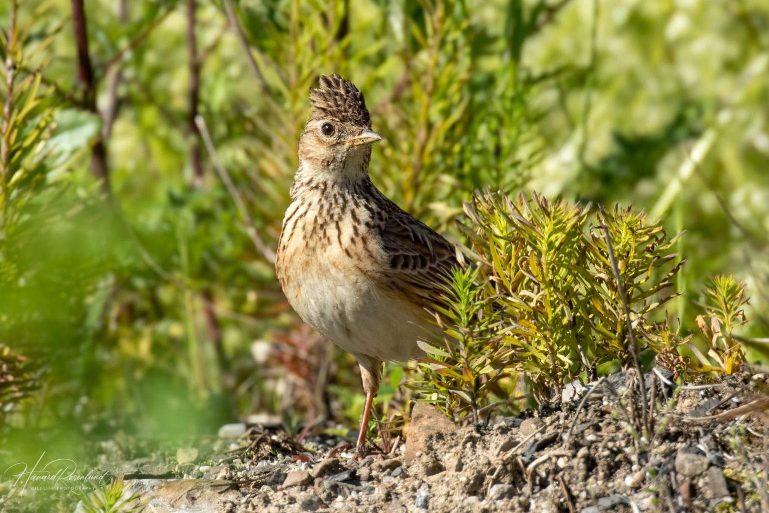 Eurasian Skylark (Alauda arvensis) @ Fornebu, Norway. Photo: Håvard Rosenlund