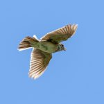 Eurasian Skylark (Alauda arvensis) @ Fornebu, Norway. Photo: Håvard Rosenlund