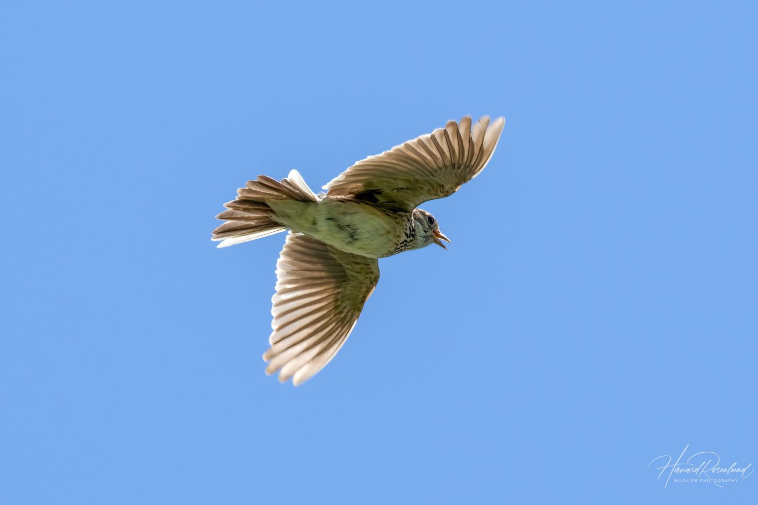 Eurasian Skylark (Alauda arvensis) @ Fornebu, Norway. Photo: Håvard Rosenlund