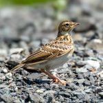 Eurasian Skylark (Alauda arvensis) - Juvenile @ Fornebu, Norway. Photo: Håvard Rosenlund