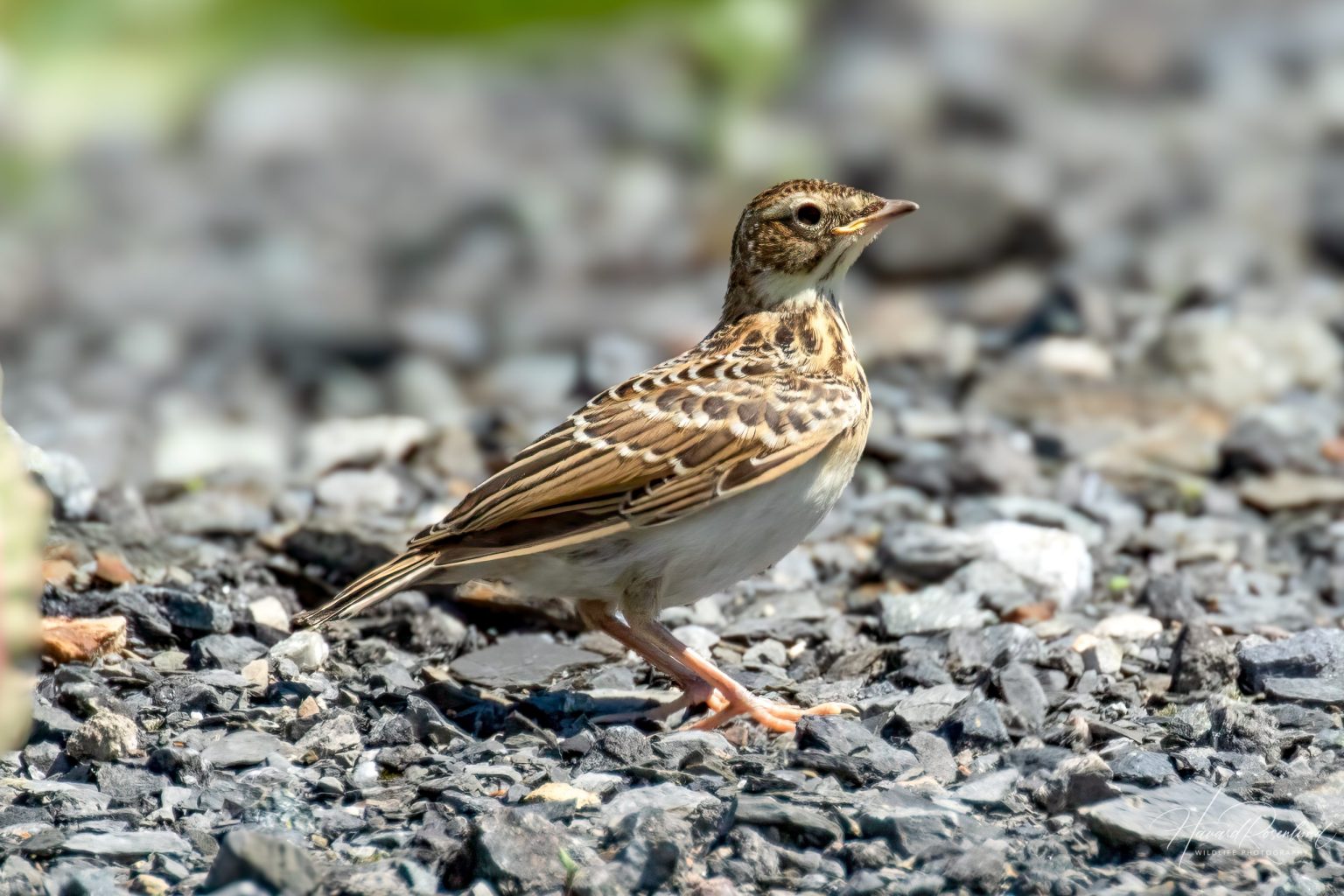 Eurasian Skylark (Alauda arvensis) - Juvenile @ Fornebu, Norway. Photo: Håvard Rosenlund