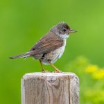 Common Whitethroat (Curruca communis) @ Fornebu, Norway. Photo: Håvard Rosenlund