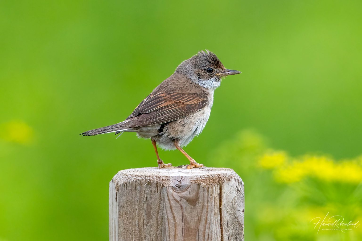 Common Whitethroat (Curruca communis) @ Fornebu, Norway. Photo: Håvard Rosenlund