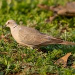 Eurasian Collared Dove (Streptopelia decaocto) @ Satpura National Park, India. Photo: Håvard Rosenlund