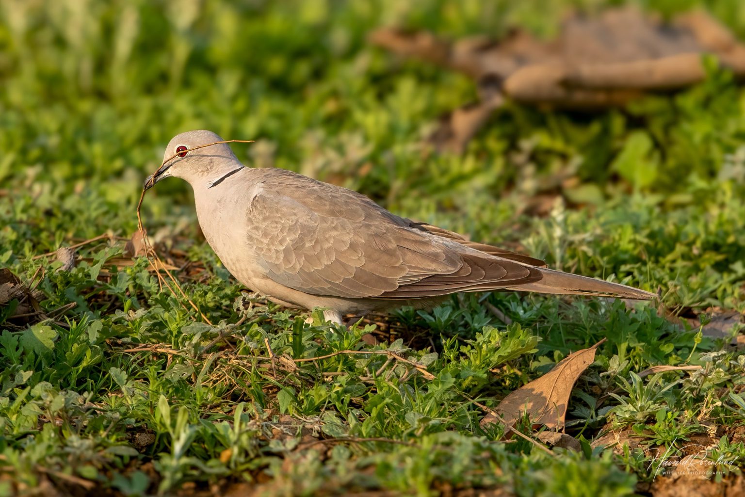 Eurasian Collared Dove (Streptopelia decaocto) @ Satpura National Park, India. Photo: Håvard Rosenlund