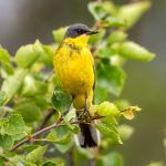 Grey-headed Wagtail (Motacilla flava thunbergi) @ Fokstumyra Nature Reserve, Norway. Photo: Håvard Rosenlund