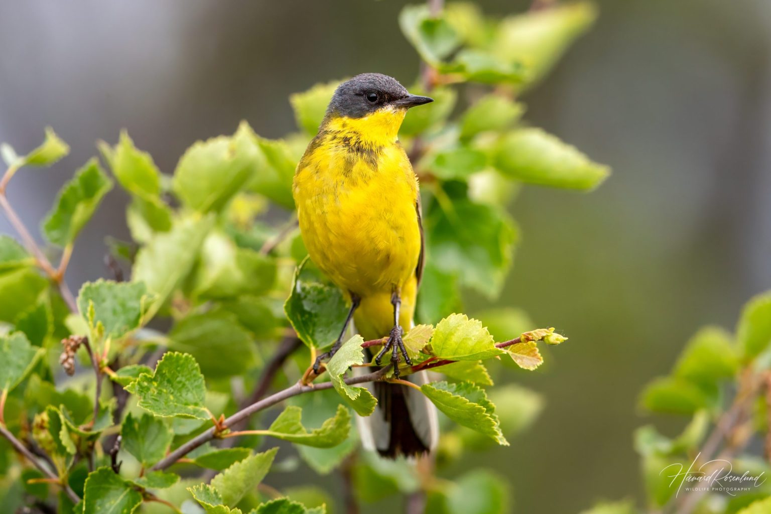 Grey-headed Wagtail (Motacilla flava thunbergi) @ Fokstumyra Nature Reserve, Norway. Photo: Håvard Rosenlund