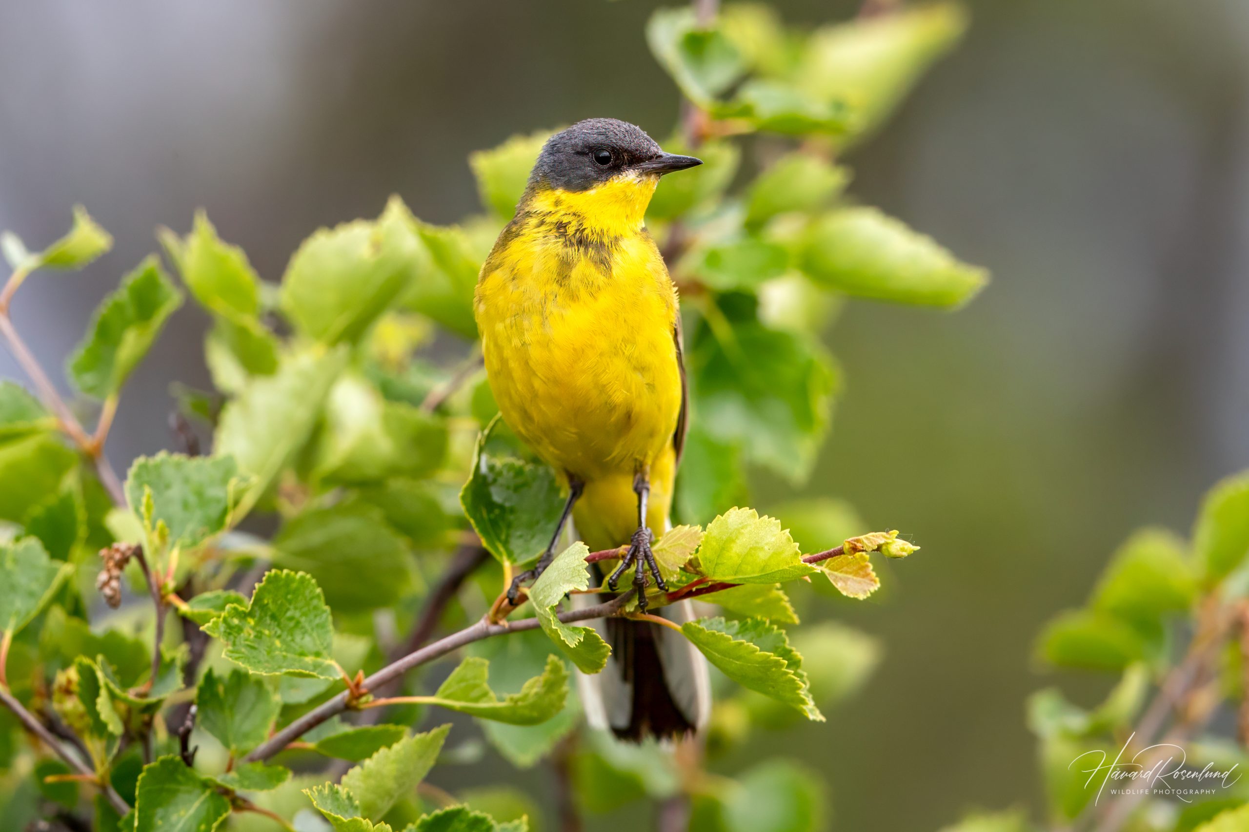 Såerle (Motacilla flava thunbergi) @ Fokstumyra Naturreservat. Foto: Håvard Rosenlund