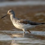 Common Greenshank (Tringa nebularia) @ Satpura National Park, India. Photo: Håvard Rosenlund