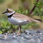 Little Ringed Plover (Thinornis dubius) @ Fornebu, Norway. Photo: Håvard Rosenlund