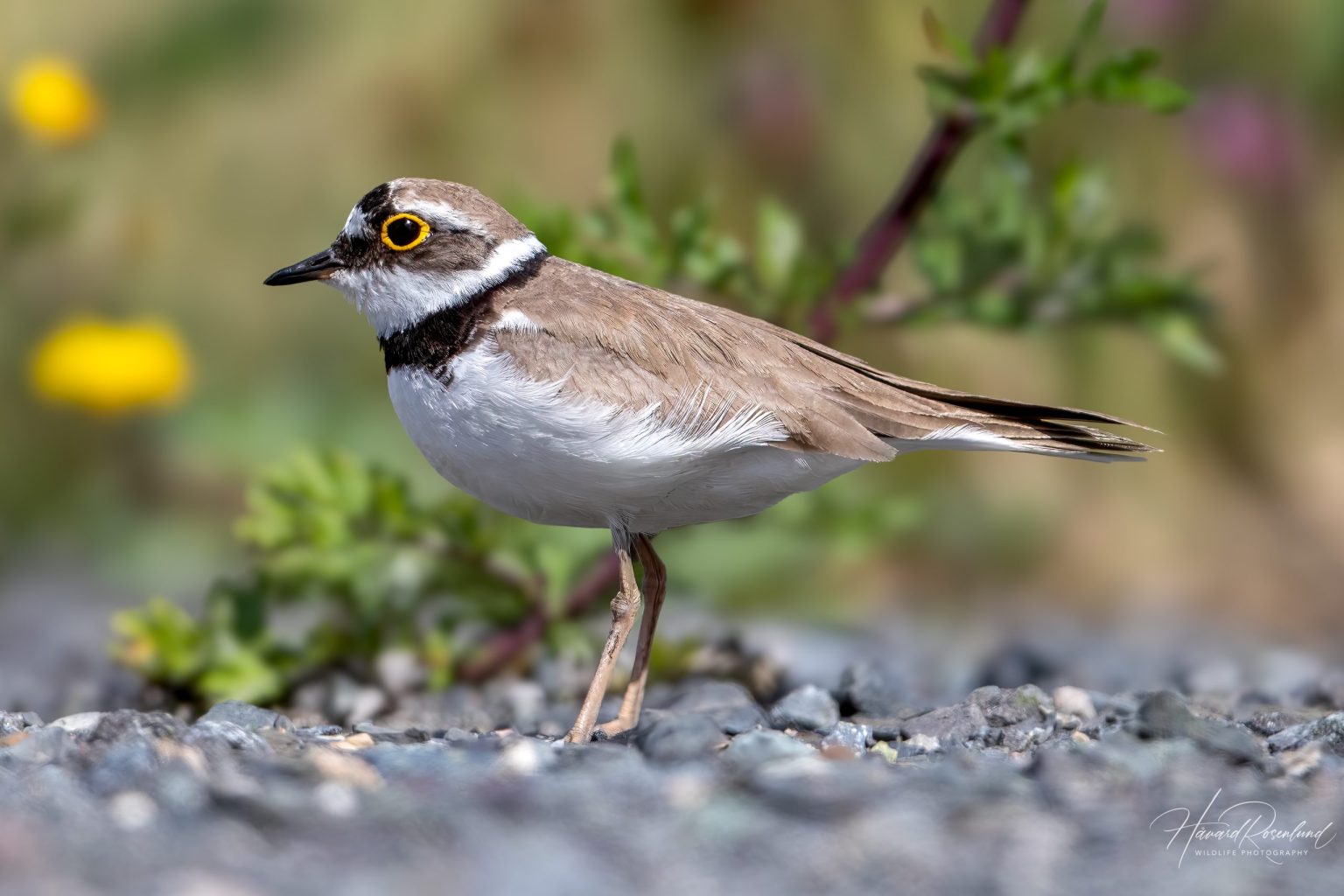 Little Ringed Plover (Thinornis dubius) @ Fornebu, Norway. Photo: Håvard Rosenlund