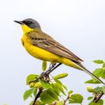 Grey-headed Wagtail (Motacilla flava thunbergi) @ Fokstumyra Nature Reserve, Norway. Photo: Håvard Rosenlund