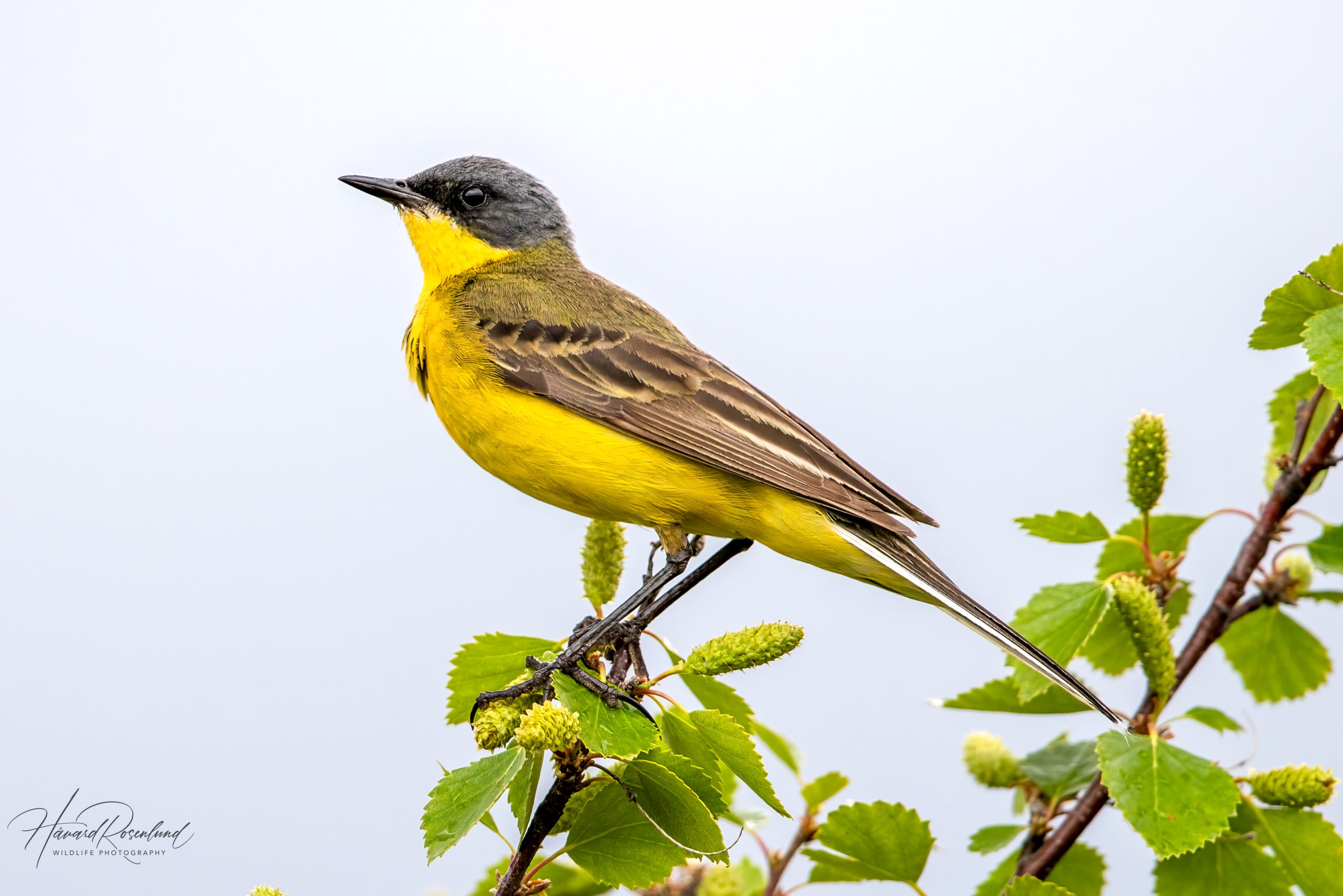 Såerle (Motacilla flava thunbergi) @ Fokstumyra Naturreservat. Foto: Håvard Rosenlund