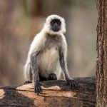 Northern Plains Grey Langur (Semnopithecus entellus) @ Pench National Park, India. Photo: Håvard Rosenlund