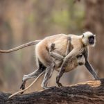 Northern Plains Grey Langur (Semnopithecus entellus) @ Pench National Park, India. Photo: Håvard Rosenlund