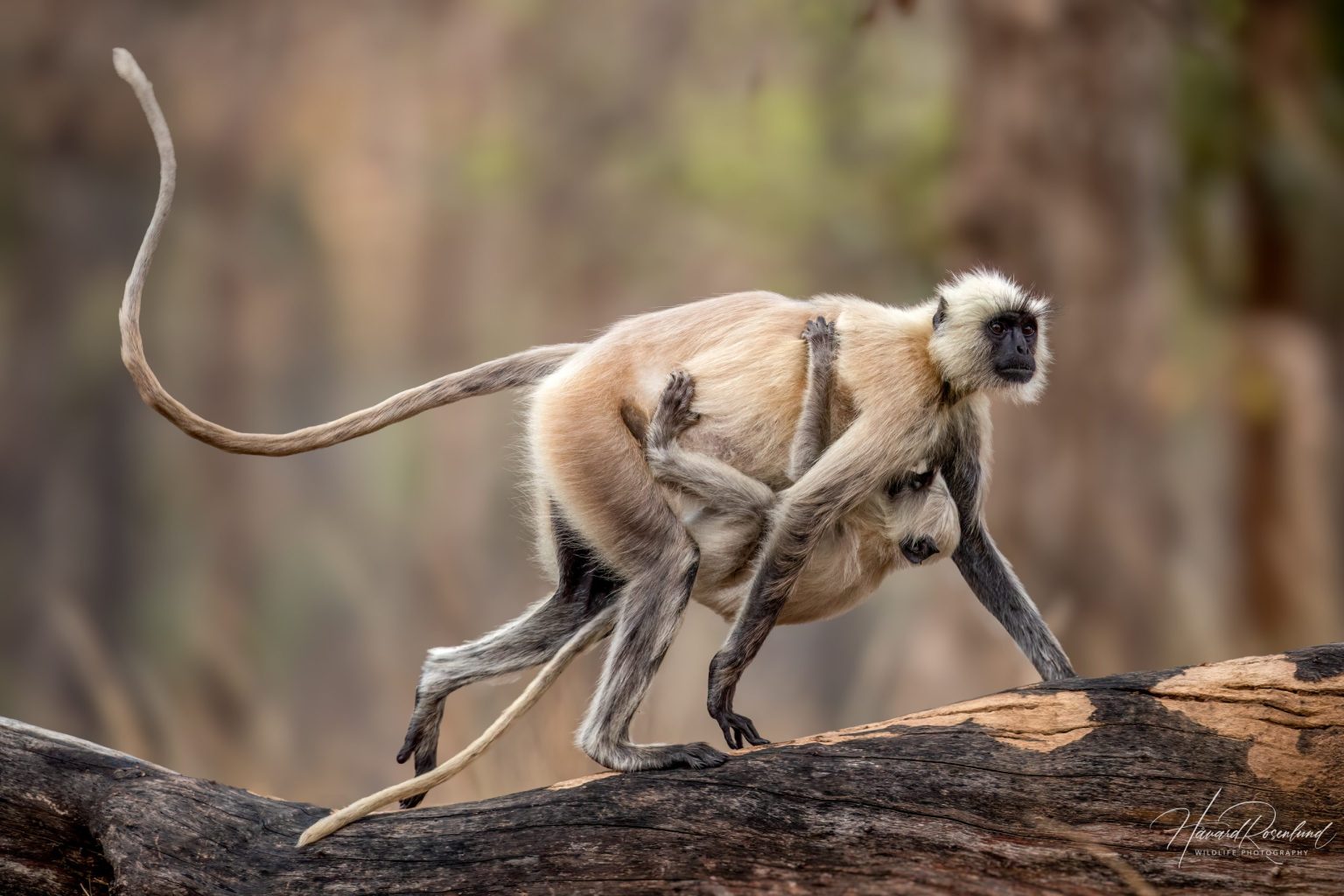 Hulmanlangur (Semnopithecus entellus) @ Pench National Park, India. Foto: Håvard Rosenlund