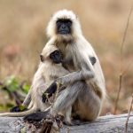 Northern Plains Grey Langur (Semnopithecus entellus) @ Pench National Park, India. Photo: Håvard Rosenlund