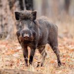 Indian Boar (Sus scrofa cristatus) @ Pench National Park, India. Photo: Håvard Rosenlund