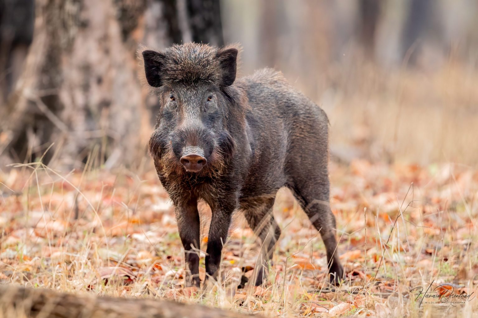 Indiavillsvin (Sus scrofa cristatus) @ Pench National Park, India. Foto: Håvard Rosenlund