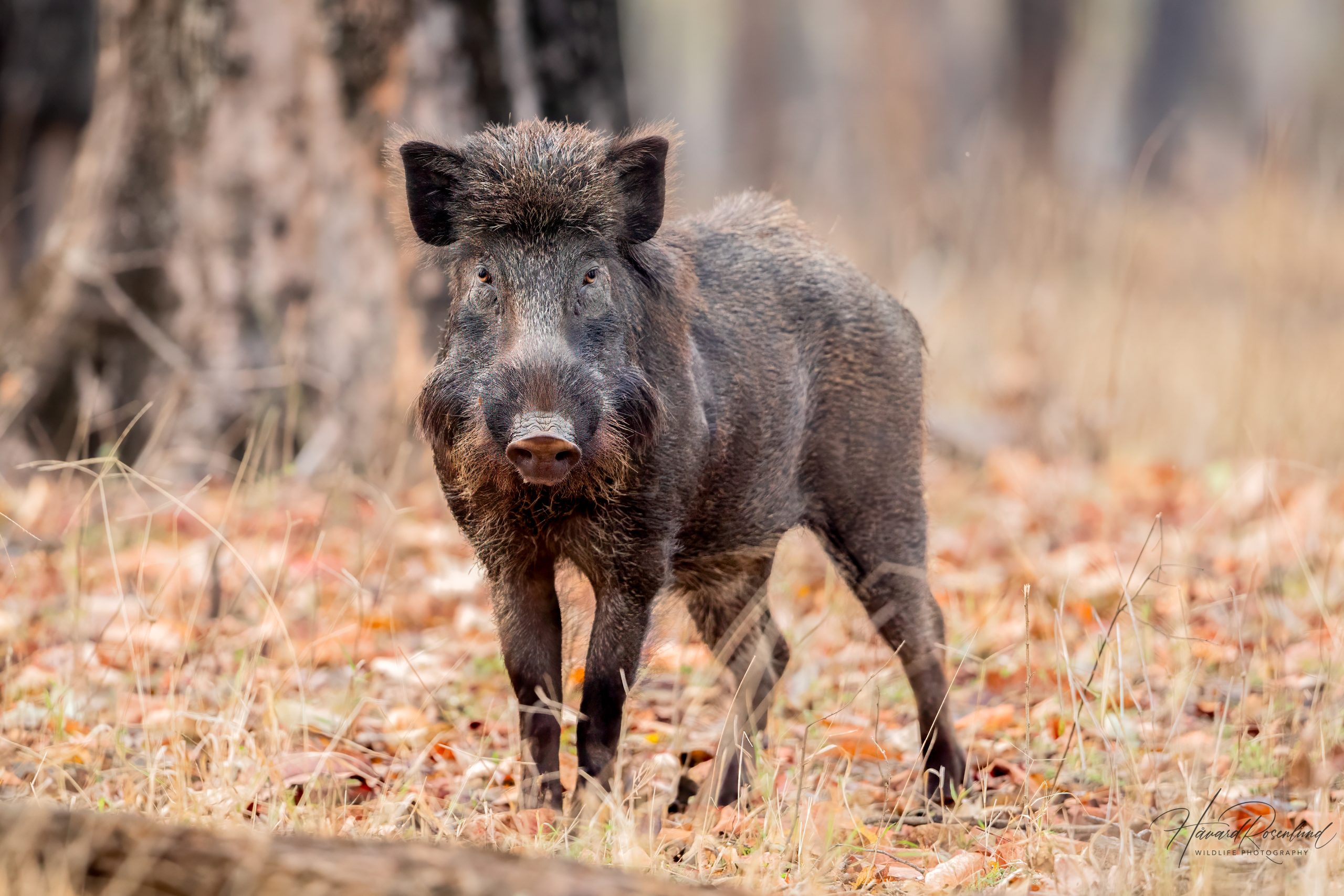 Indiavillsvin (Sus scrofa cristatus) @ Pench National Park, India. Foto: Håvard Rosenlund