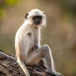 Northern Plains Grey Langur (Semnopithecus entellus) @ Pench National Park, India. Photo: Håvard Rosenlund