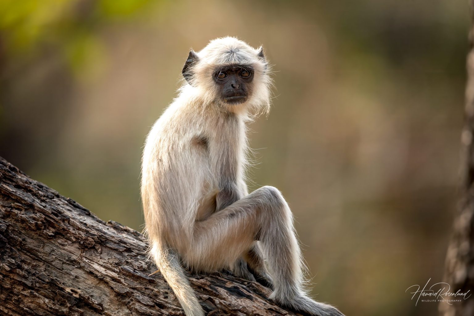 Northern Plains Grey Langur (Semnopithecus entellus) @ Pench National Park, India. Photo: Håvard Rosenlund